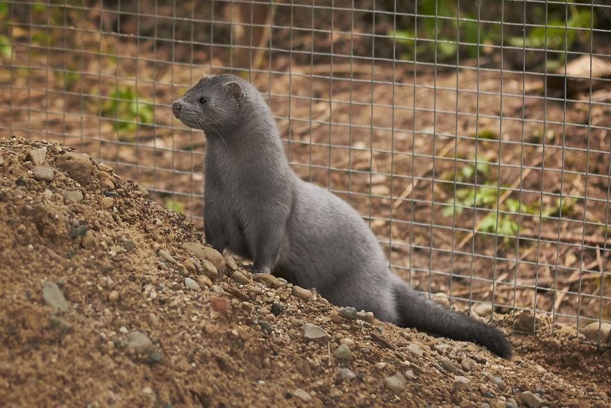 The Story Of A Rescued Mink Named Cranberry (19 Pics)