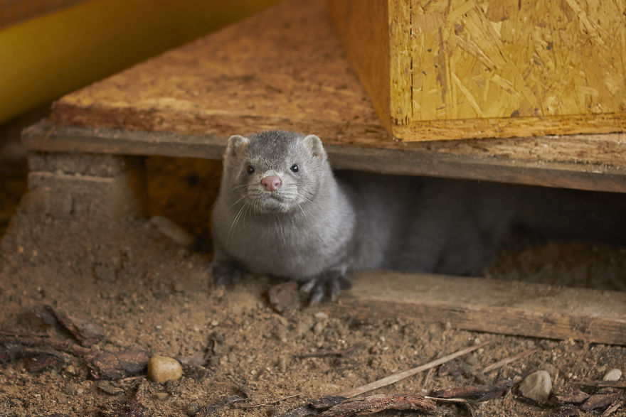 The Story Of A Rescued Mink Named Cranberry (19 Pics) The Story Of A Rescued Mink Named Cranberry (19 Pics)