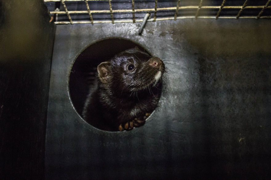 The Story Of A Rescued Mink Named Cranberry (19 Pics)