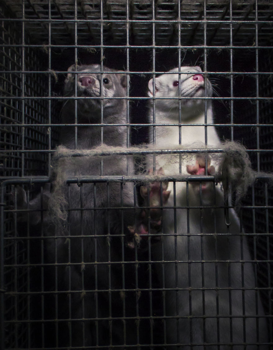 The Story Of A Rescued Mink Named Cranberry (19 Pics)