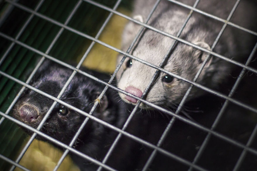 The Story Of A Rescued Mink Named Cranberry (19 Pics)