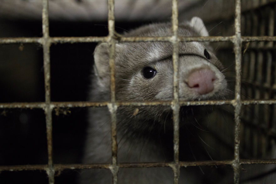 The Story Of A Rescued Mink Named Cranberry (19 Pics)