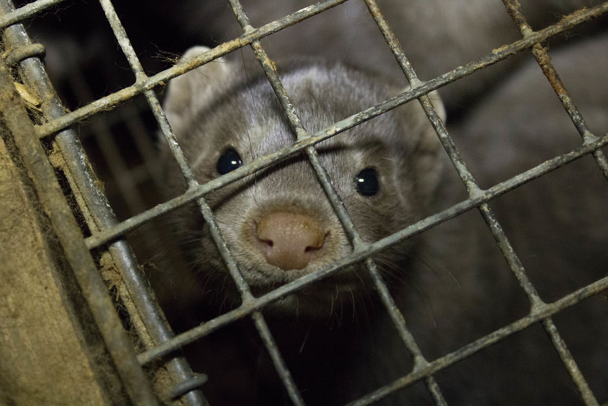 The Story Of A Rescued Mink Named Cranberry (19 Pics)