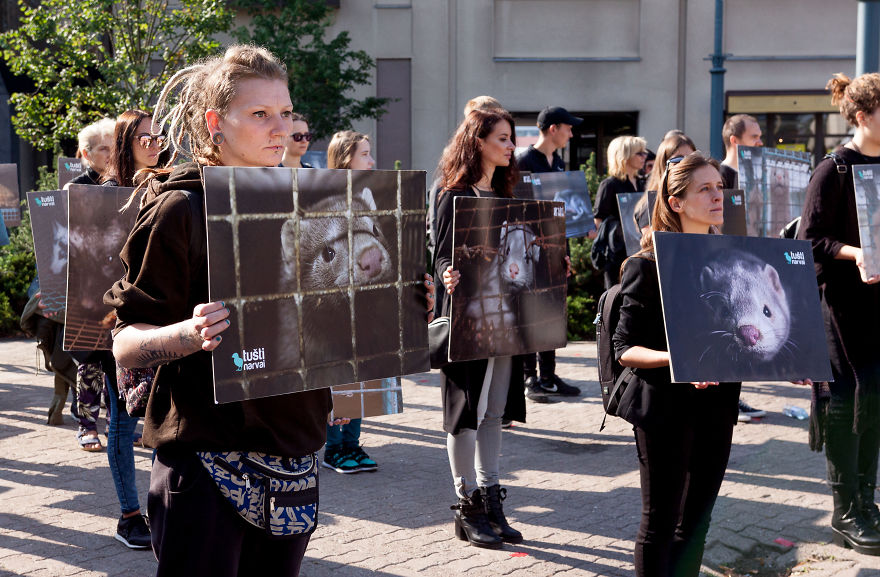 The Story Of A Rescued Mink Named Cranberry (19 Pics)