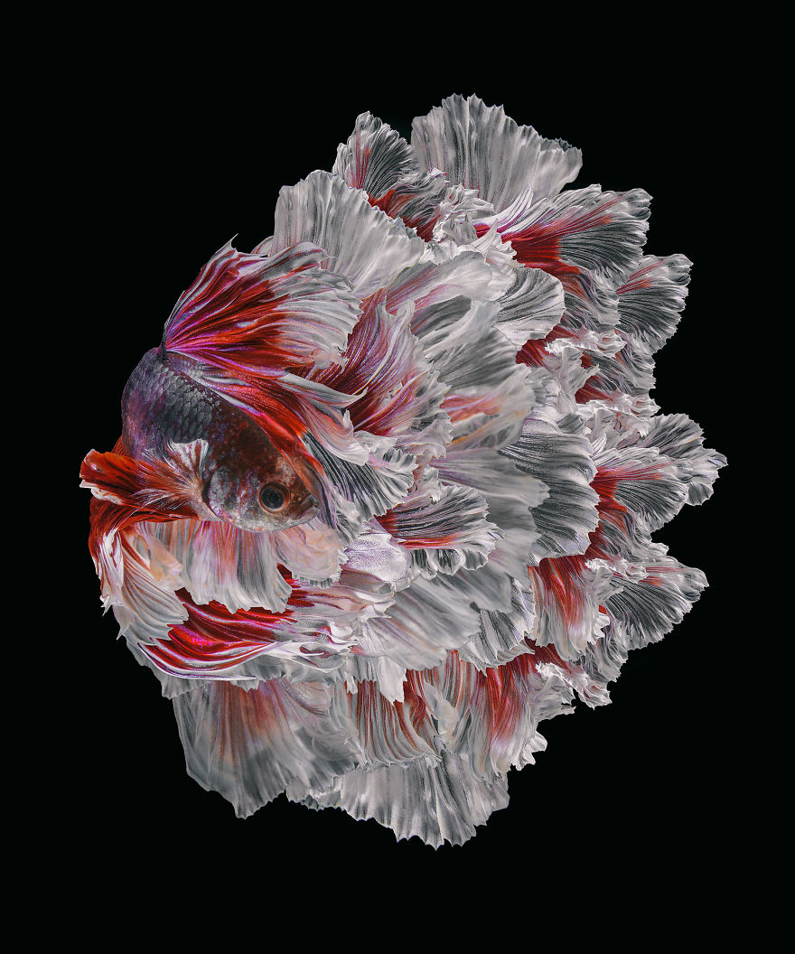 I Shoot Beta Fish With Amazing Colour And Character