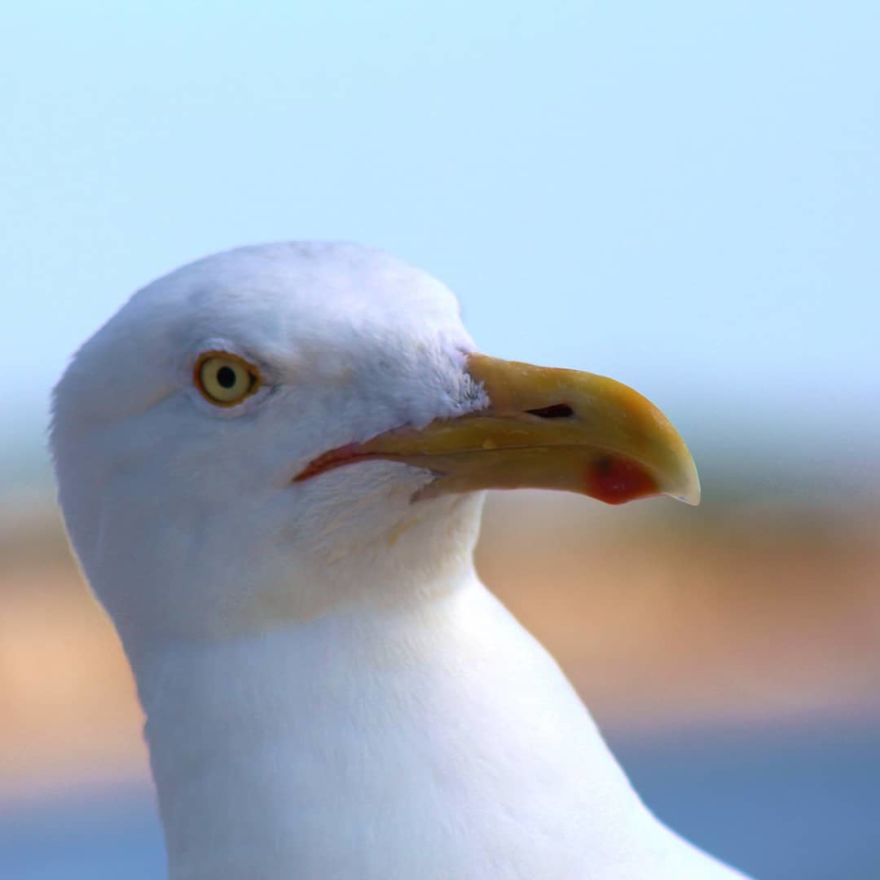 "Why Do You Hate Me So Much?": A Seagull's Rant "Why Do You Hate Me So Much?": A Seagull's Rant