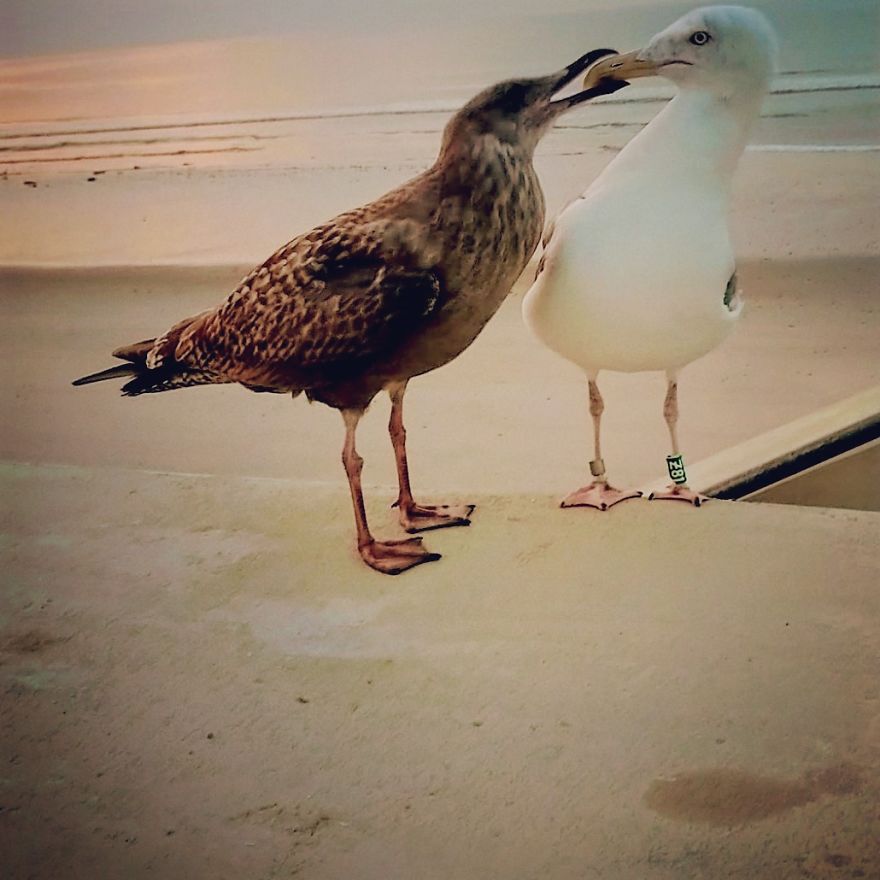 "Why Do You Hate Me So Much?": A Seagull's Rant "Why Do You Hate Me So Much?": A Seagull's Rant
