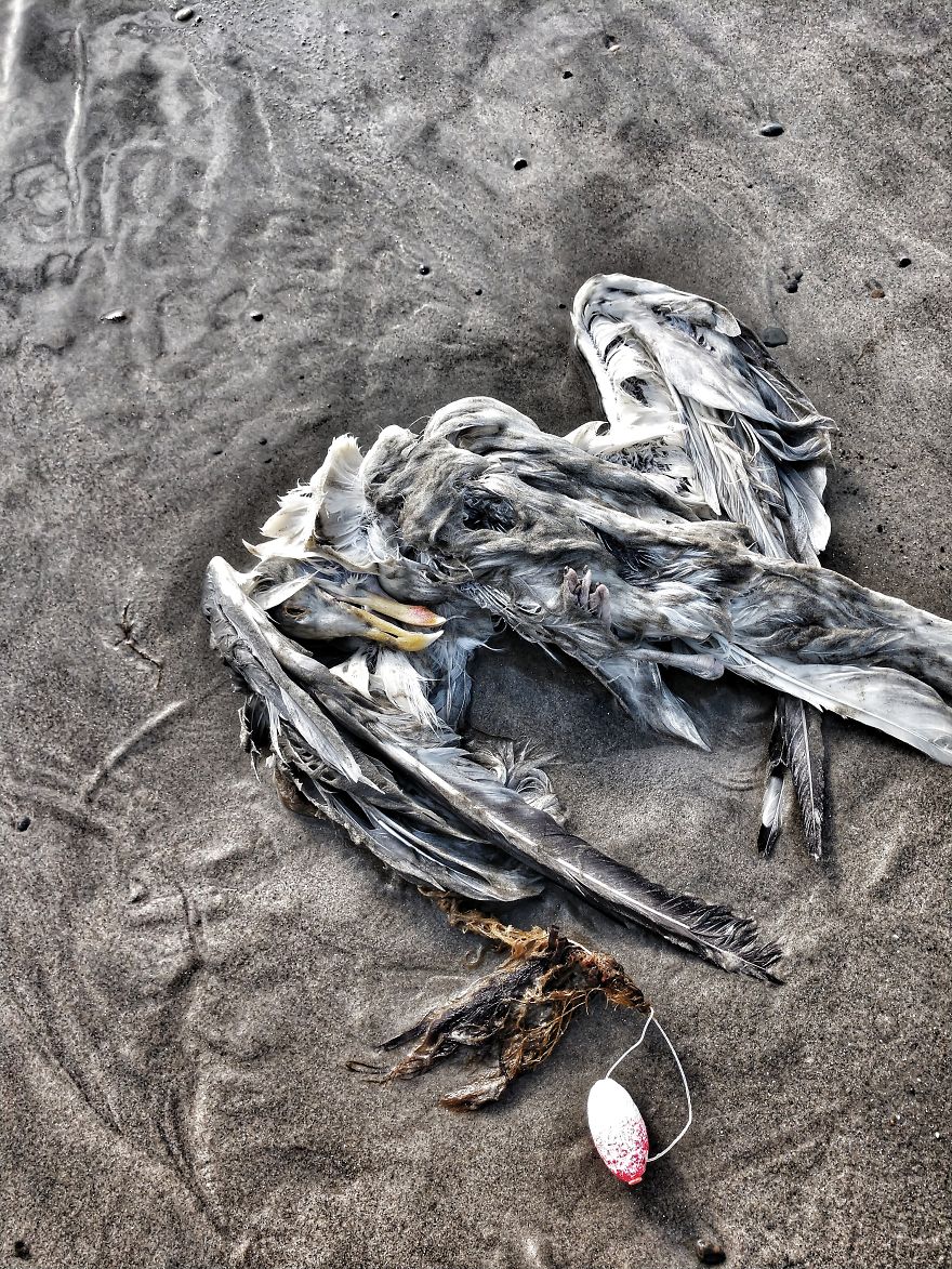 "Why Do You Hate Me So Much?": A Seagull's Rant "Why Do You Hate Me So Much?": A Seagull's Rant