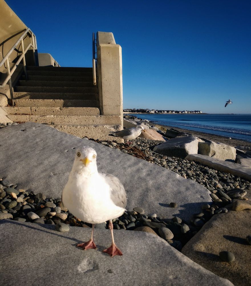 "Why Do You Hate Me So Much?": A Seagull's Rant "Why Do You Hate Me So Much?": A Seagull's Rant