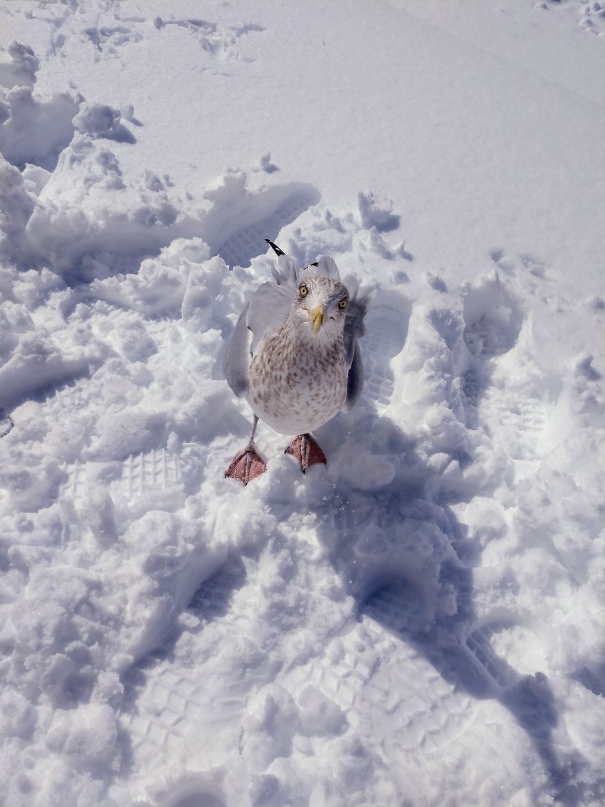 "Why Do You Hate Me So Much?": A Seagull's Rant "Why Do You Hate Me So Much?": A Seagull's Rant
