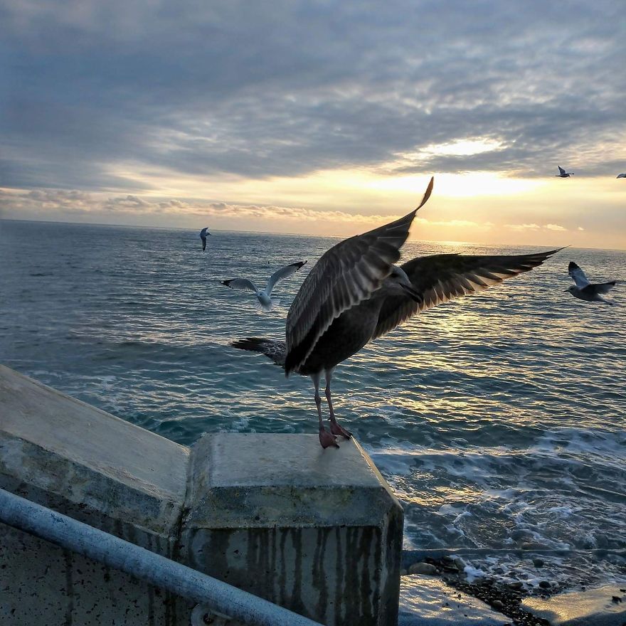 "Why Do You Hate Me So Much?": A Seagull's Rant "Why Do You Hate Me So Much?": A Seagull's Rant