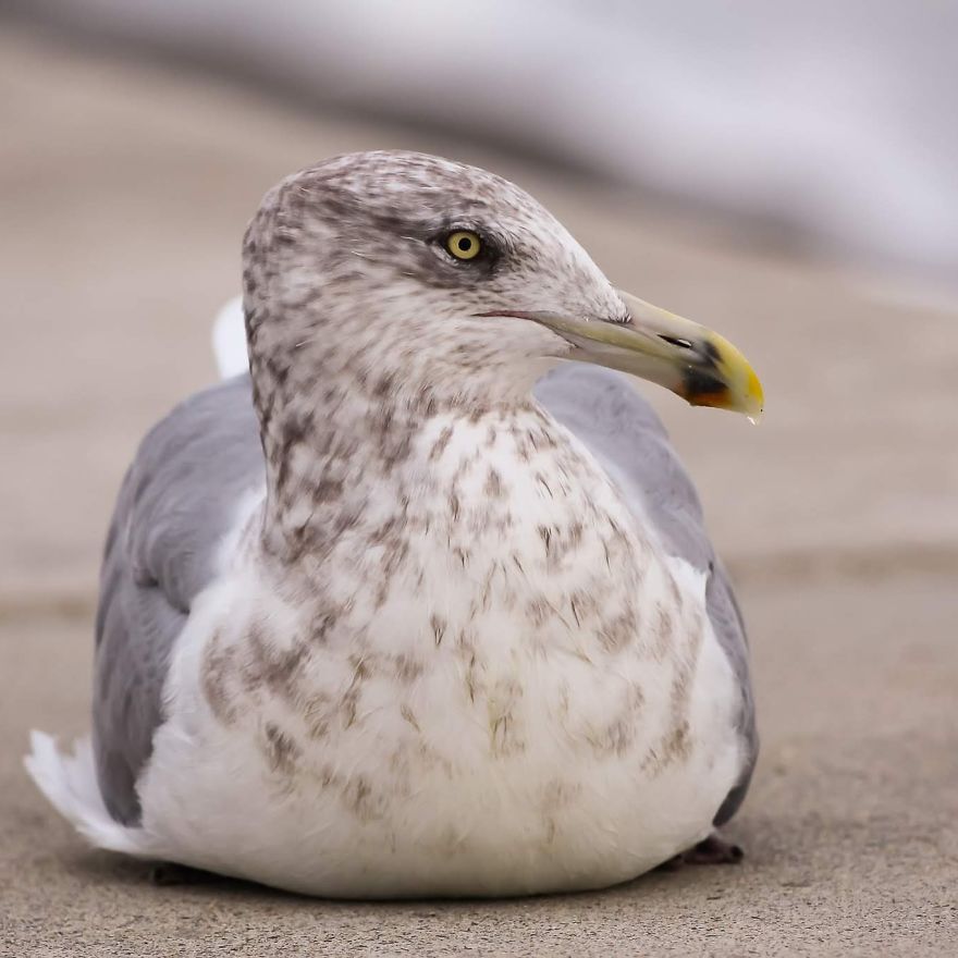 "Why Do You Hate Me So Much?": A Seagull's Rant "Why Do You Hate Me So Much?": A Seagull's Rant