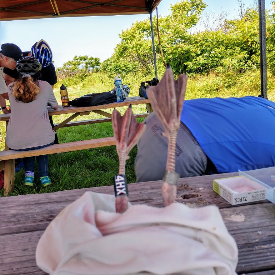 "Why Do You Hate Me So Much?": A Seagull's Rant "Why Do You Hate Me So Much?": A Seagull's Rant