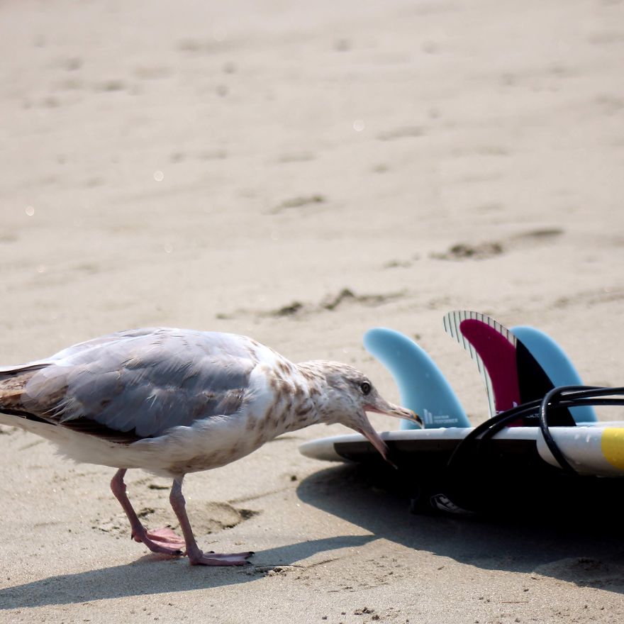 "Why Do You Hate Me So Much?": A Seagull's Rant "Why Do You Hate Me So Much?": A Seagull's Rant