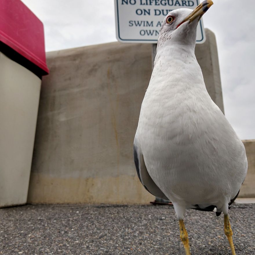 "Why Do You Hate Me So Much?": A Seagull's Rant "Why Do You Hate Me So Much?": A Seagull's Rant