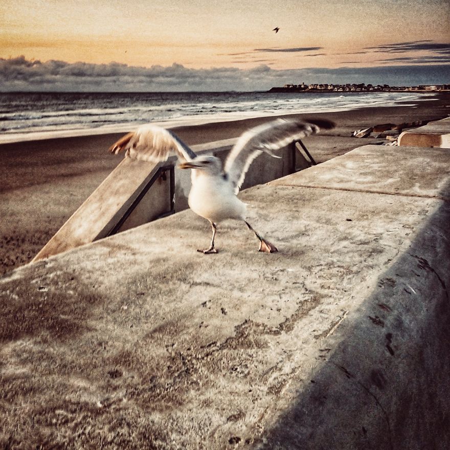 "Why Do You Hate Me So Much?": A Seagull's Rant "Why Do You Hate Me So Much?": A Seagull's Rant