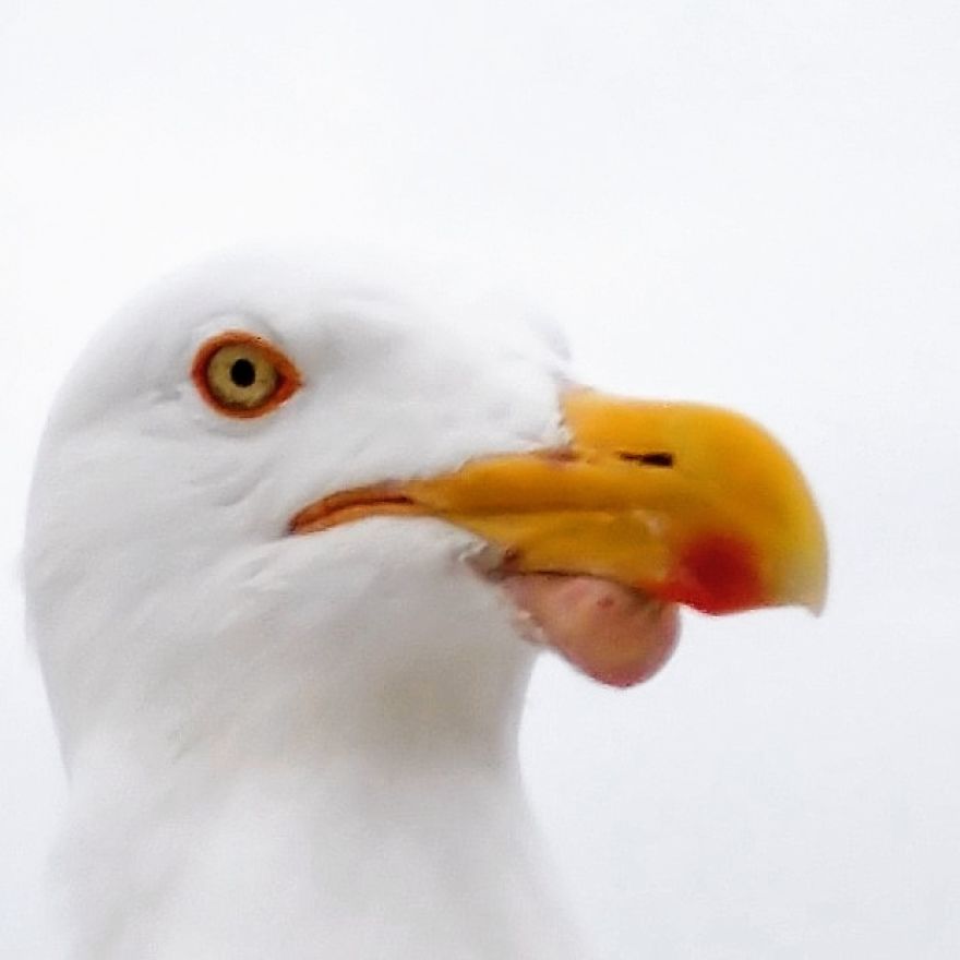 "Why Do You Hate Me So Much?": A Seagull's Rant "Why Do You Hate Me So Much?": A Seagull's Rant