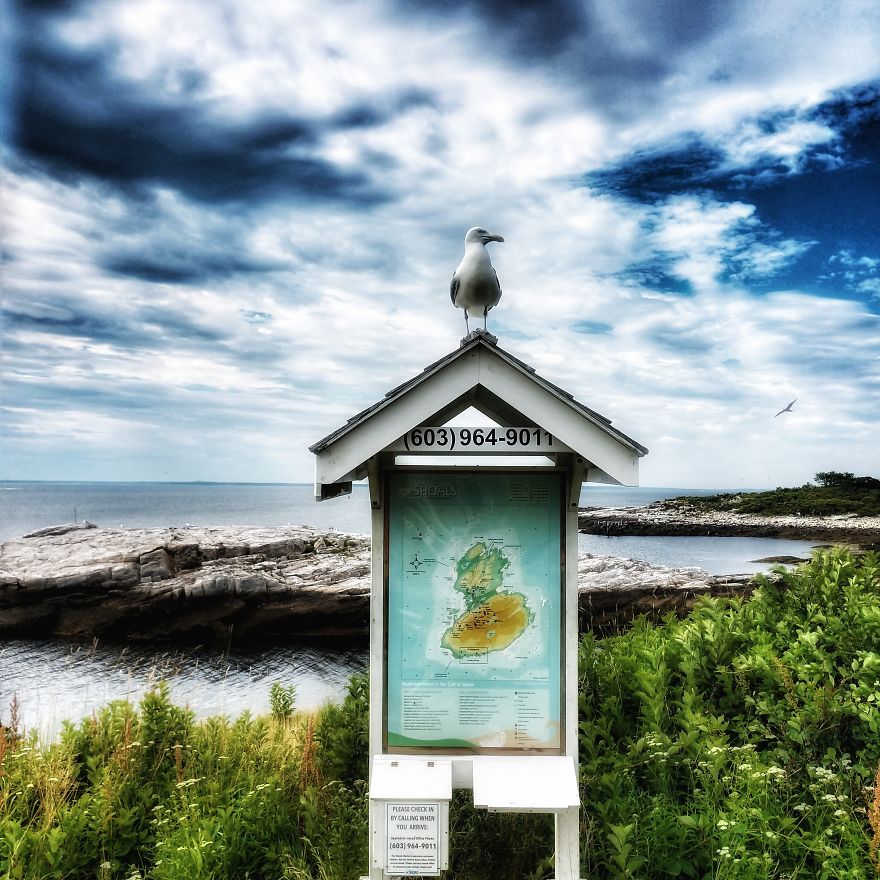 "Why Do You Hate Me So Much?": A Seagull's Rant "Why Do You Hate Me So Much?": A Seagull's Rant