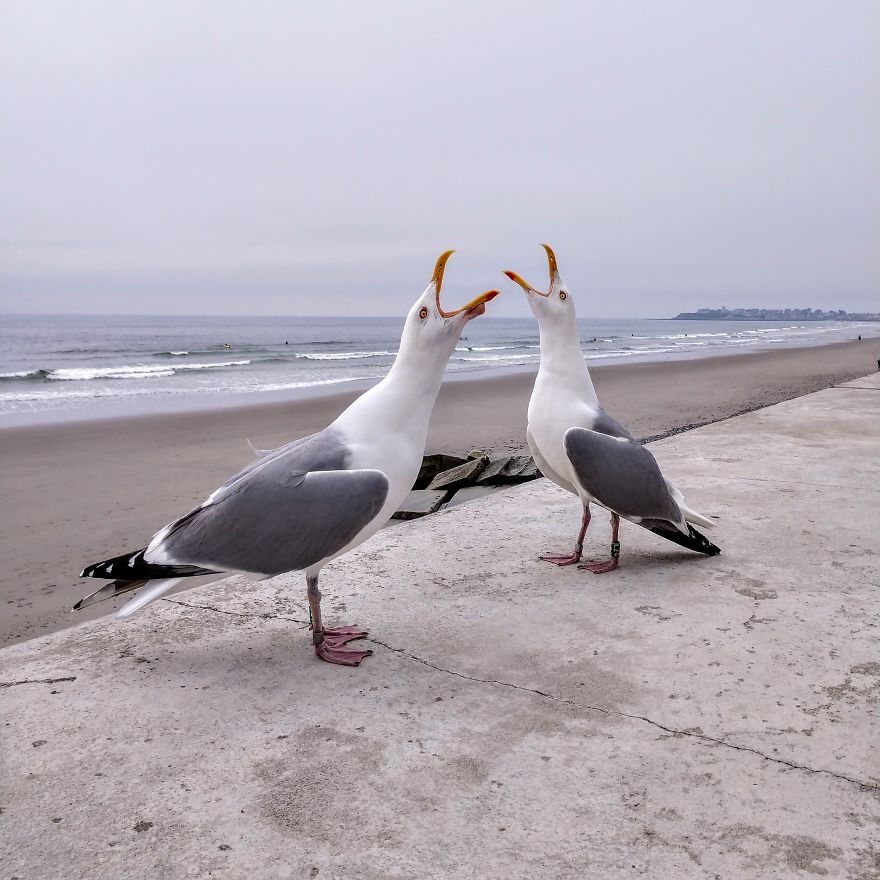 "Why Do You Hate Me So Much?": A Seagull's Rant "Why Do You Hate Me So Much?": A Seagull's Rant