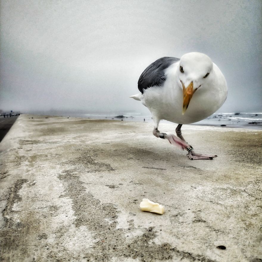 "Why Do You Hate Me So Much?": A Seagull's Rant "Why Do You Hate Me So Much?": A Seagull's Rant