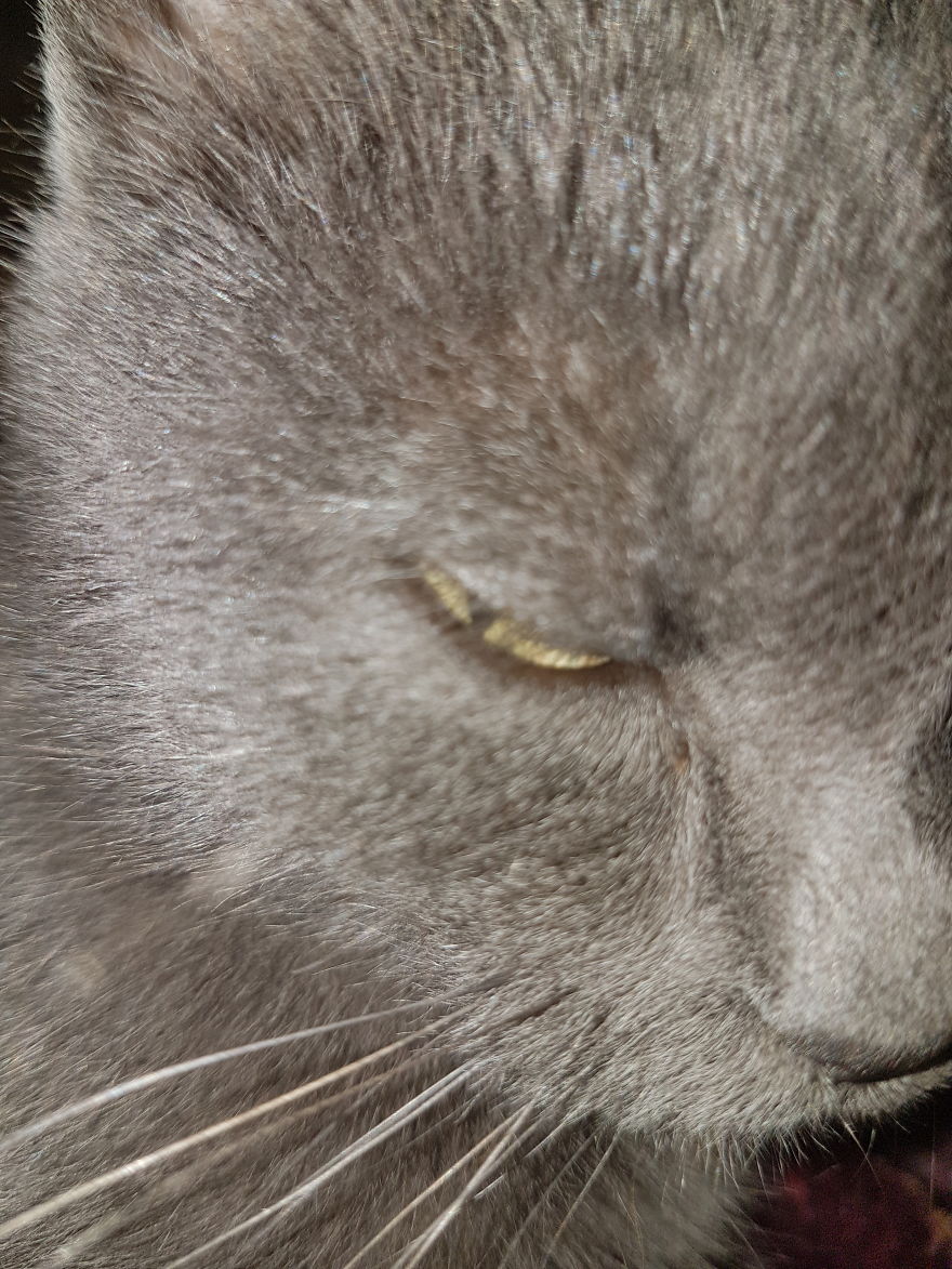 Why Does My Cat Hate Me? Why Does My Cat Hate Me?