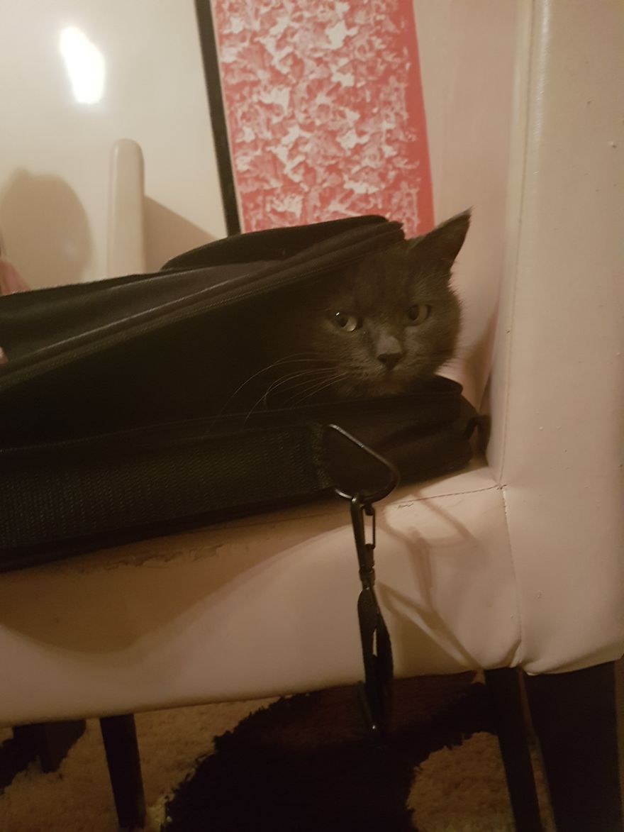 Why Does My Cat Hate Me? Why Does My Cat Hate Me?