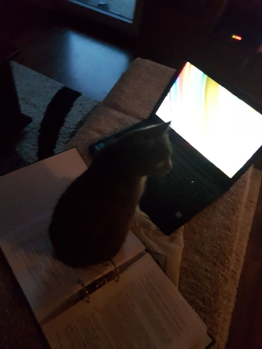 Why Does My Cat Hate Me?