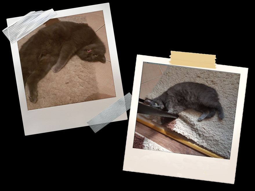 Why Does My Cat Hate Me? Why Does My Cat Hate Me?