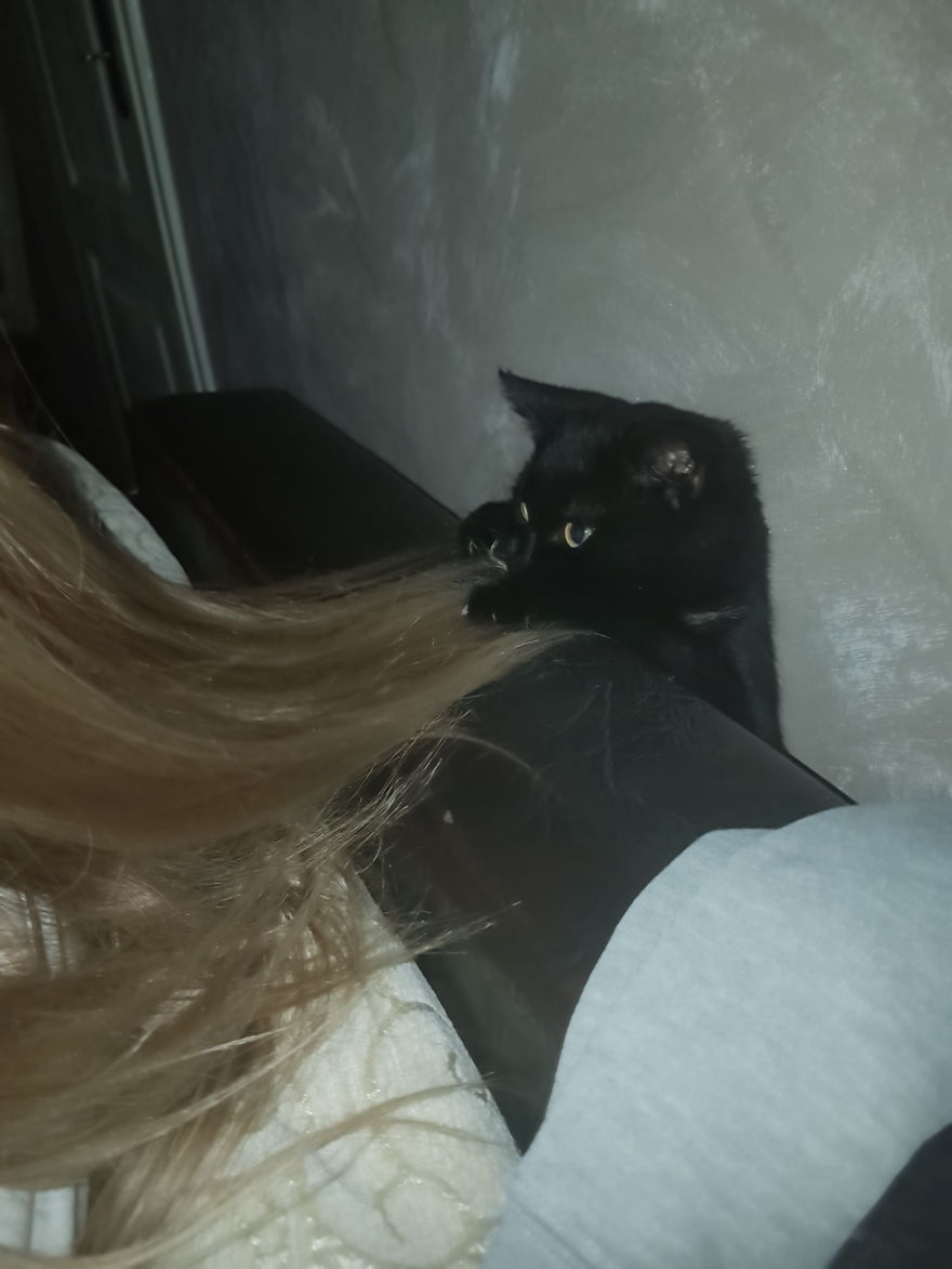 Why Does My Cat Hate Me?