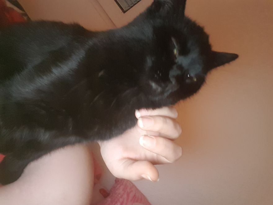 Why Does My Cat Hate Me? Why Does My Cat Hate Me?