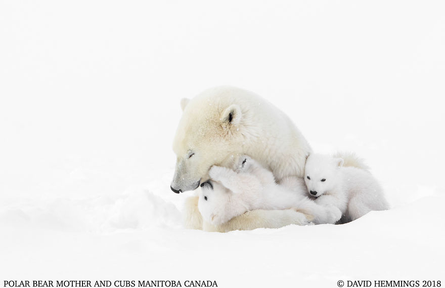 I Photographed Amazing Polar Bears And Cubs In The Wild