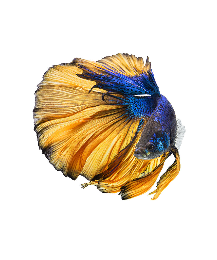 I Shoot Beta Fish With Amazing Colour And Character