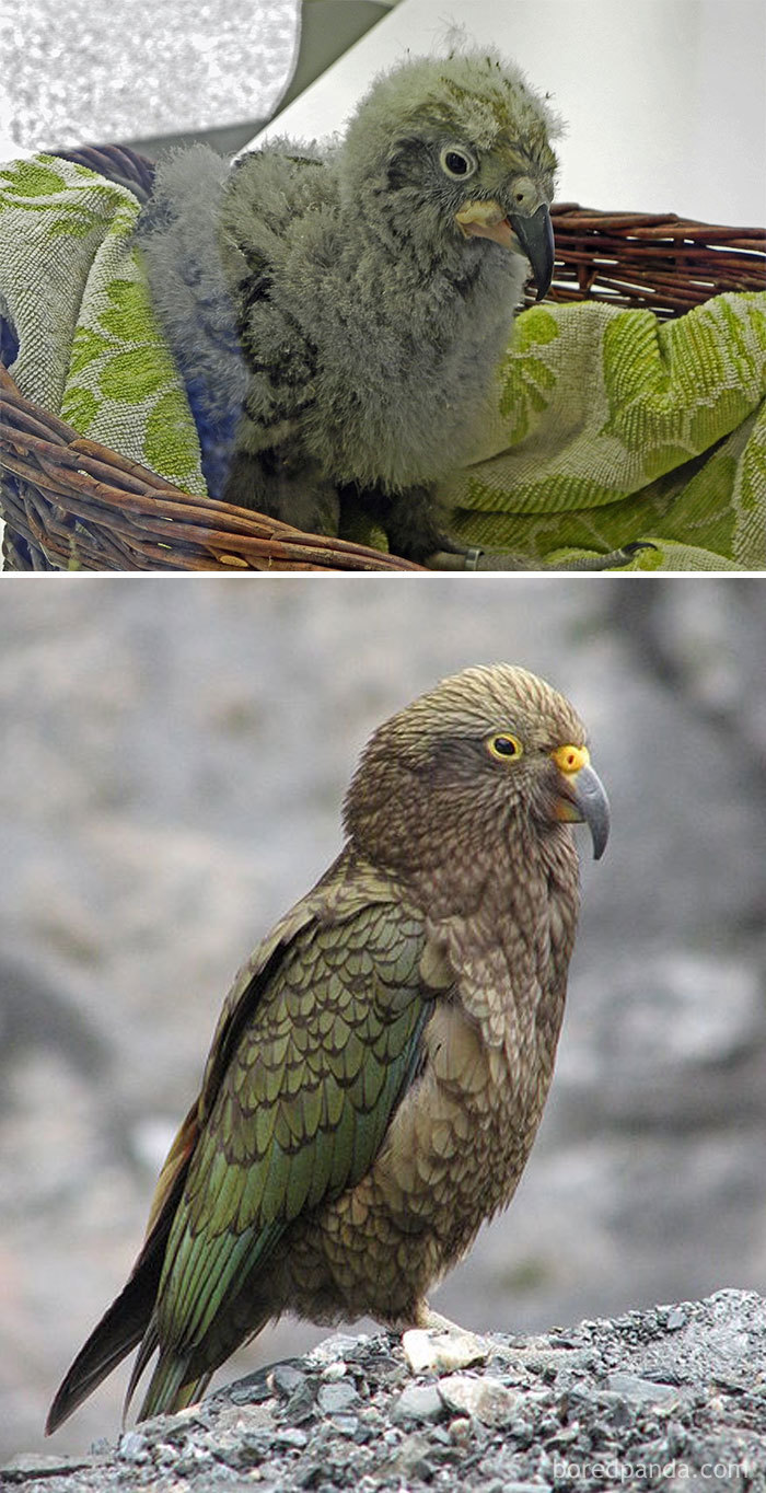 Kea