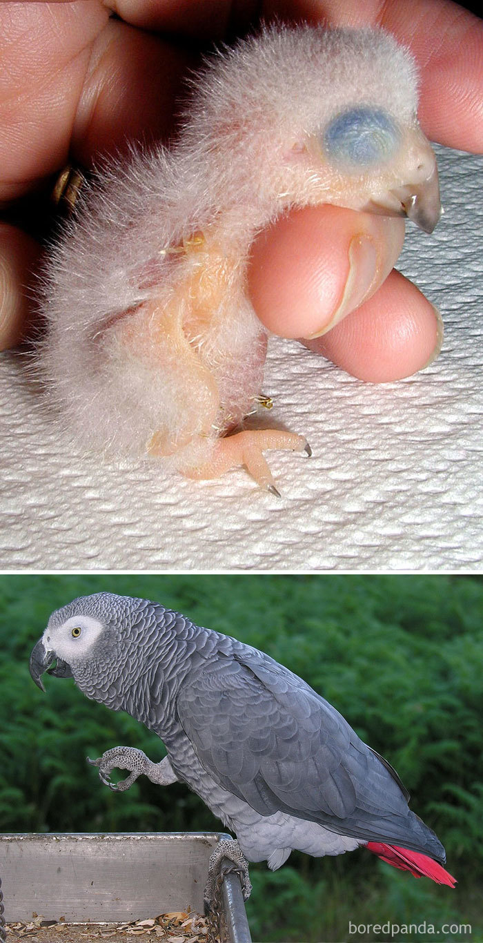 Grey Parrot