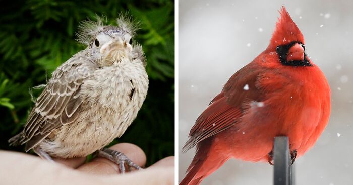 30 Birds When They’re Babies Versus All Grown Up