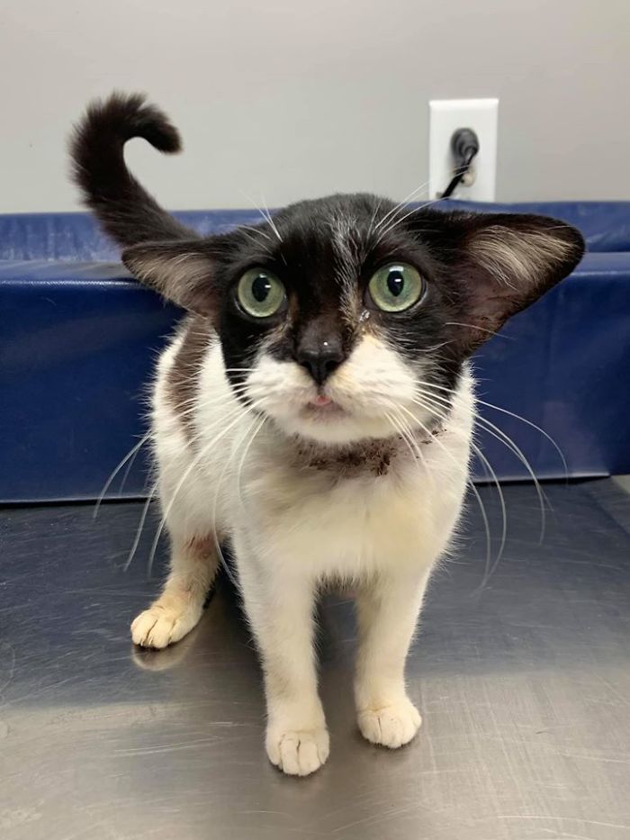 Almost Everyone Wants To Adopt This Very Special Kitty That Looks Like Baby Yoda
