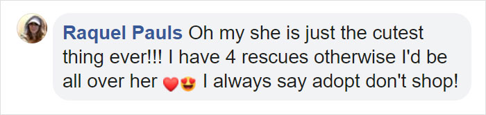 Almost Everyone Wants To Adopt This Very Special Kitty That Looks Like Baby Yoda