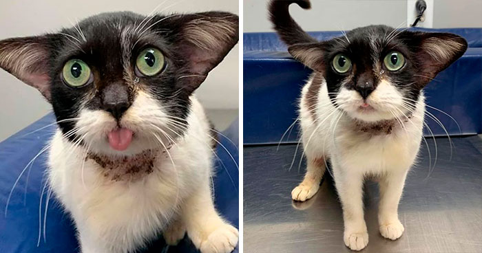 Almost Everyone Wants To Adopt This Very Special Kitty That Looks Like Baby Yoda