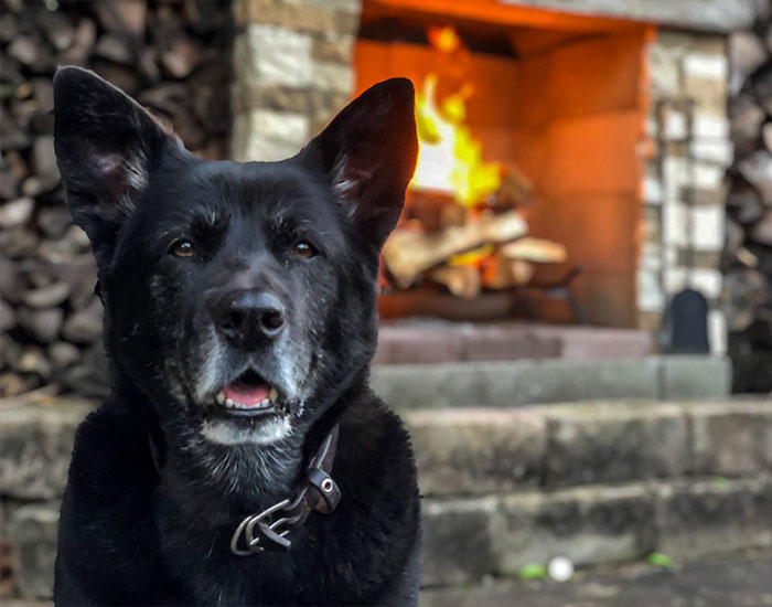 Firefighter Shares A Tribute To His Dog That Passed Away And Every Pet Owner Can Relate