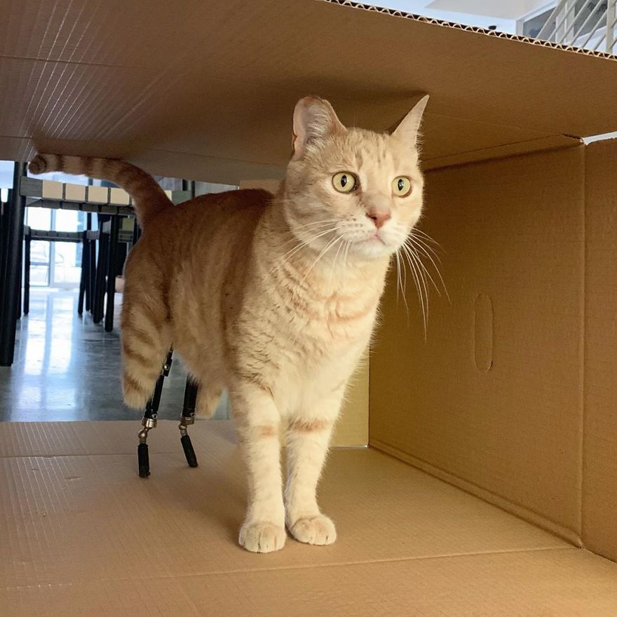 Bionic-Cat-Prosthetic-Legs-Vito