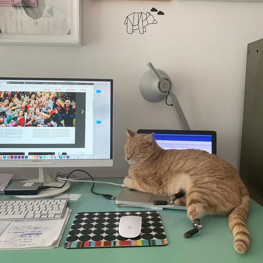 Bionic-Cat-Prosthetic-Legs-Vito