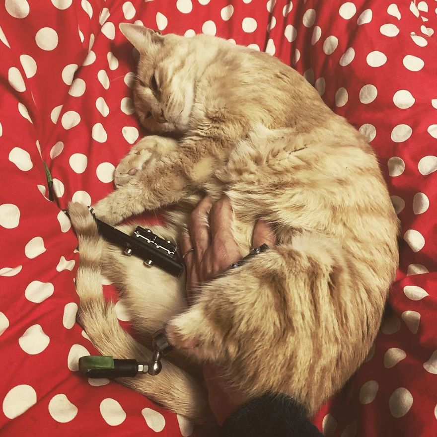 Bionic-Cat-Prosthetic-Legs-Vito