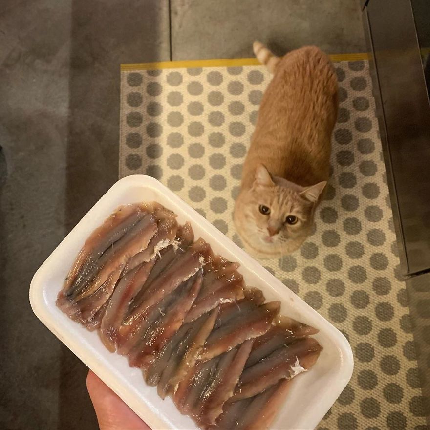 Bionic-Cat-Prosthetic-Legs-Vito