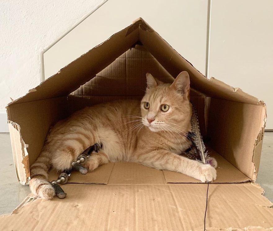 Bionic-Cat-Prosthetic-Legs-Vito