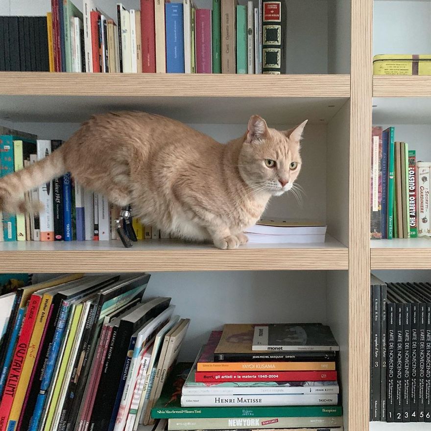 Bionic-Cat-Prosthetic-Legs-Vito