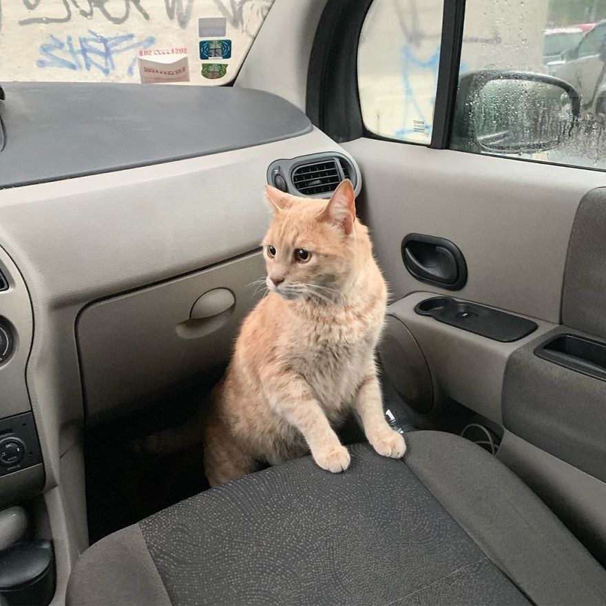 Bionic-Cat-Prosthetic-Legs-Vito