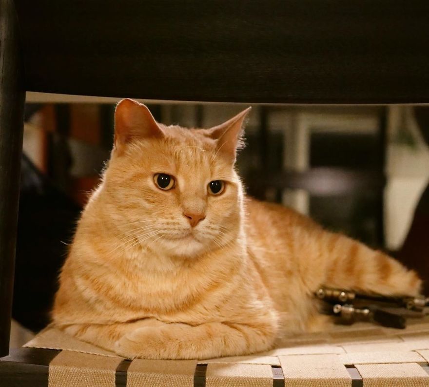 Bionic-Cat-Prosthetic-Legs-Vito