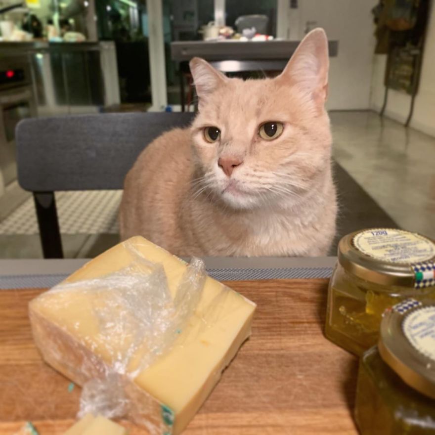 Bionic-Cat-Prosthetic-Legs-Vito