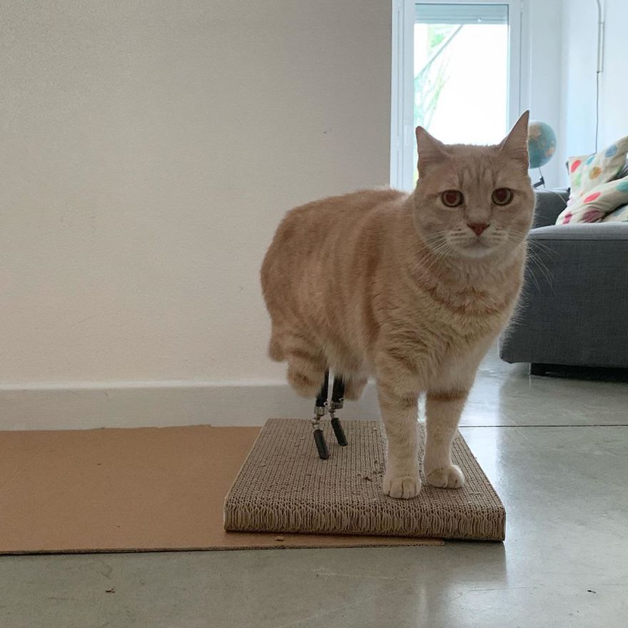 Bionic-Cat-Prosthetic-Legs-Vito