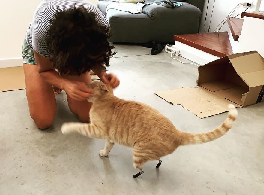 Bionic-Cat-Prosthetic-Legs-Vito